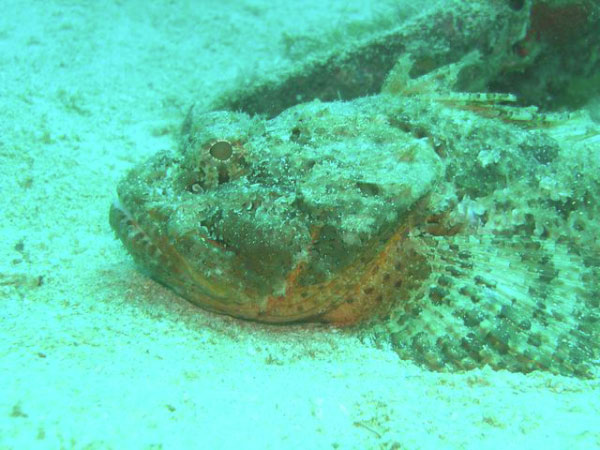 Salvatierra 23 scorpionfish