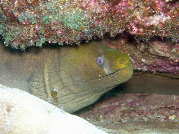 Swanne Reef 19 BIG Green Moray 