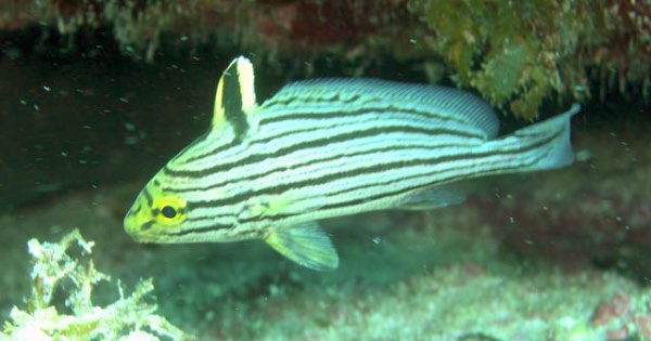 Swanne Reef 20 juv rock croaker