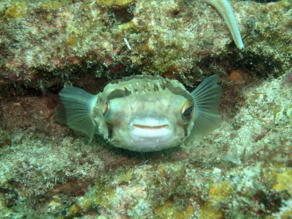 Swanne Reef 26 balloonfish