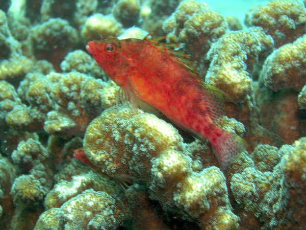 Swanne Reef 27 Coral Hawkfish