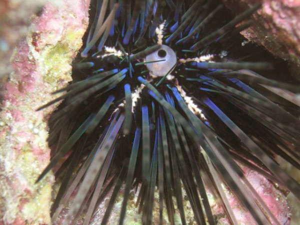 Swanne Reef 31 urchin