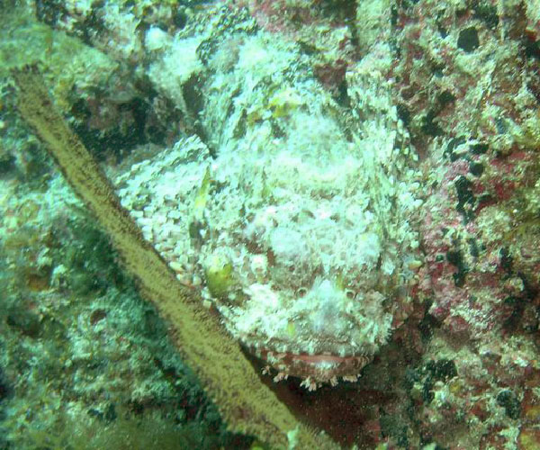 Swanne Reef 48 grumpy scorpionfish