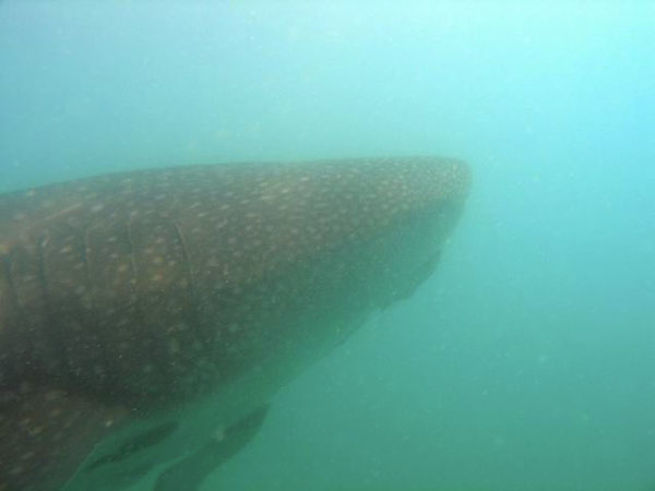 Whale Shark 10