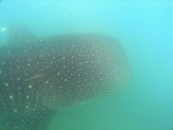 Whale Shark 8