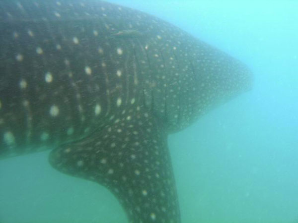 Whale Shark 9