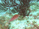 La Reina 02 Coral Hawkfish