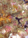 La Reinita 15 Red Head Goby