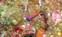 La Reinita 16 Blue Banded Goby