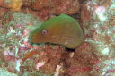 La Reinita 19 Green moray