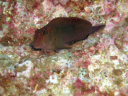 La Reinita 33 Panamic Fanged Blenny