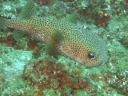 La Reinita 41 Spotted Porcupinefish