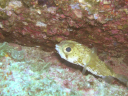 Punta Lobos 22 balloonfish