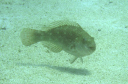 Swanne Reef 14 Loosetooth Parrotfish