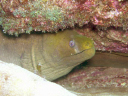 Swanne Reef 19 BIG Green Moray 