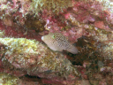 Swanne Reef 22 sharpnose puffer