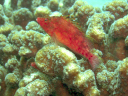 Swanne Reef 27 Coral Hawkfish