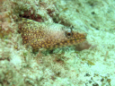 Swanne Reef 45 Jewel Moray