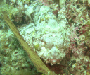 Swanne Reef 48 grumpy scorpionfish