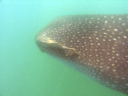 Whale Shark 1