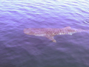 Whale Shark 13