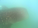 Whale Shark 8